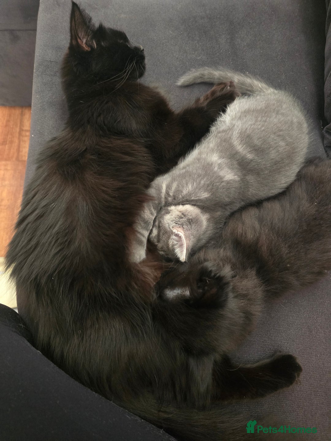 Mixed Breed cats for sale: Beautiful kittens for sale - Advert 2