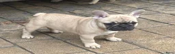 French Bulldog dogs for sale: 3 French bull dog Puppies for sale  - Advert 3