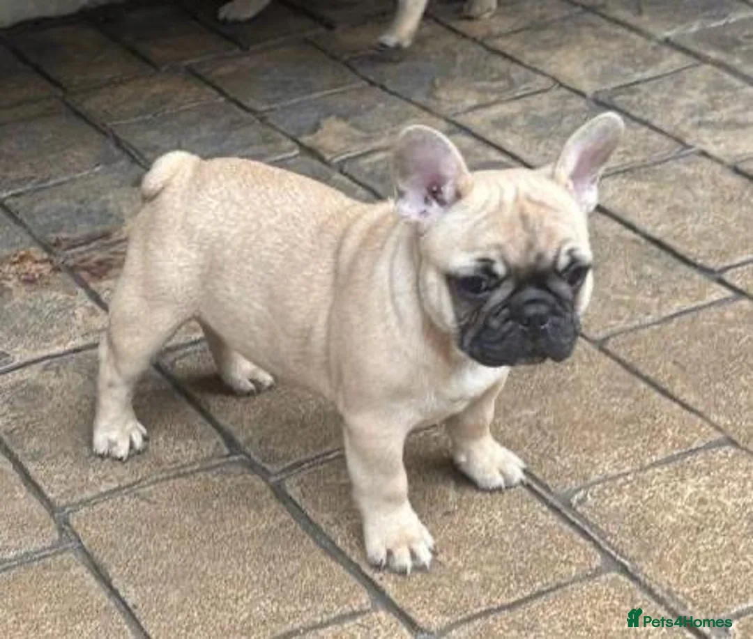 French Bulldog dogs for sale: 3 French bull dog Puppies for sale  - Advert 3