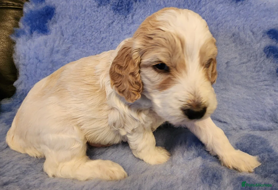 Cockapoo dogs for sale: Cockapoo Puppies,  stunning colours  - Advert 18