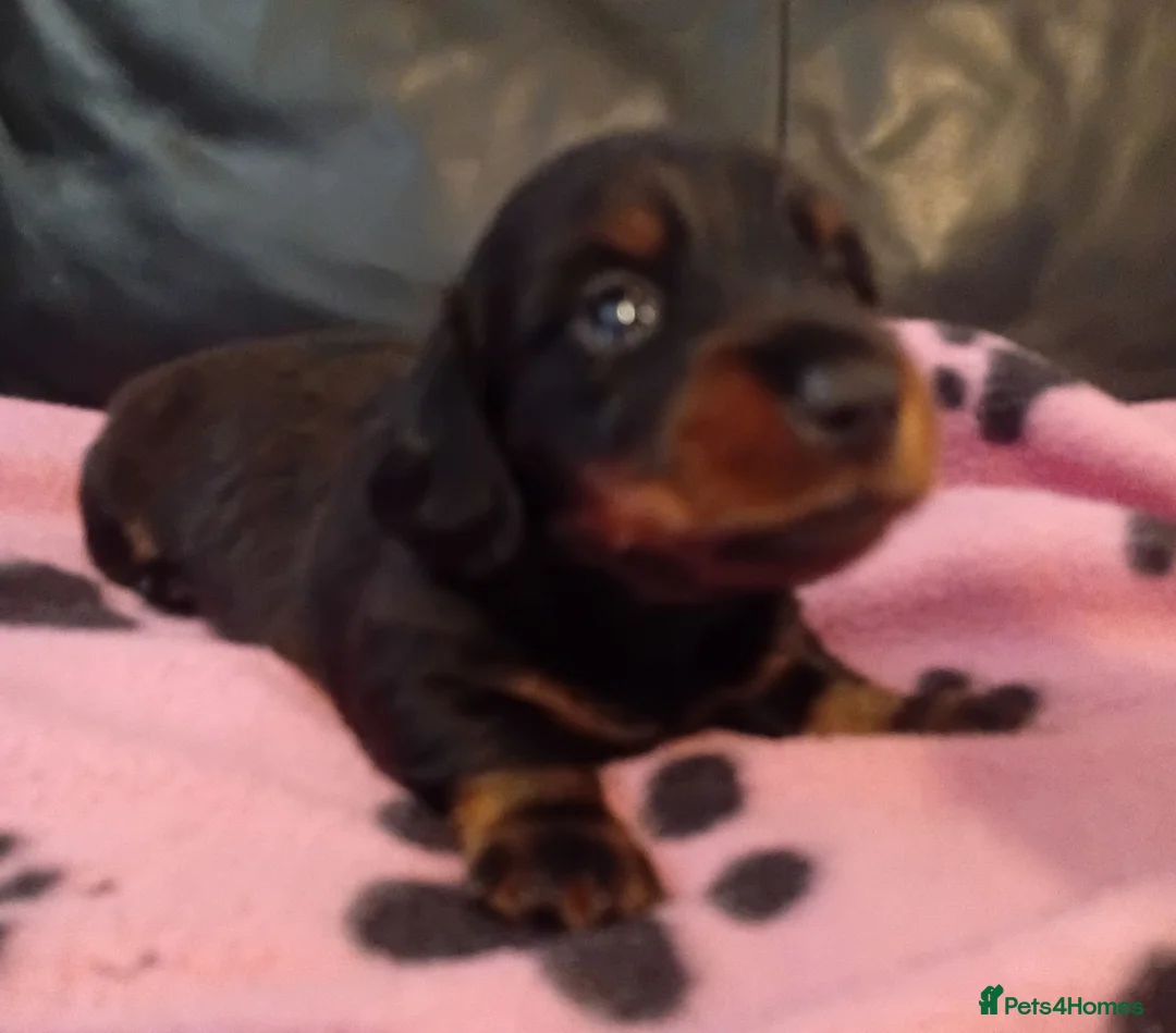 Dachshund dogs for sale: Minature sausage dogs x 2 males  - Advert 2