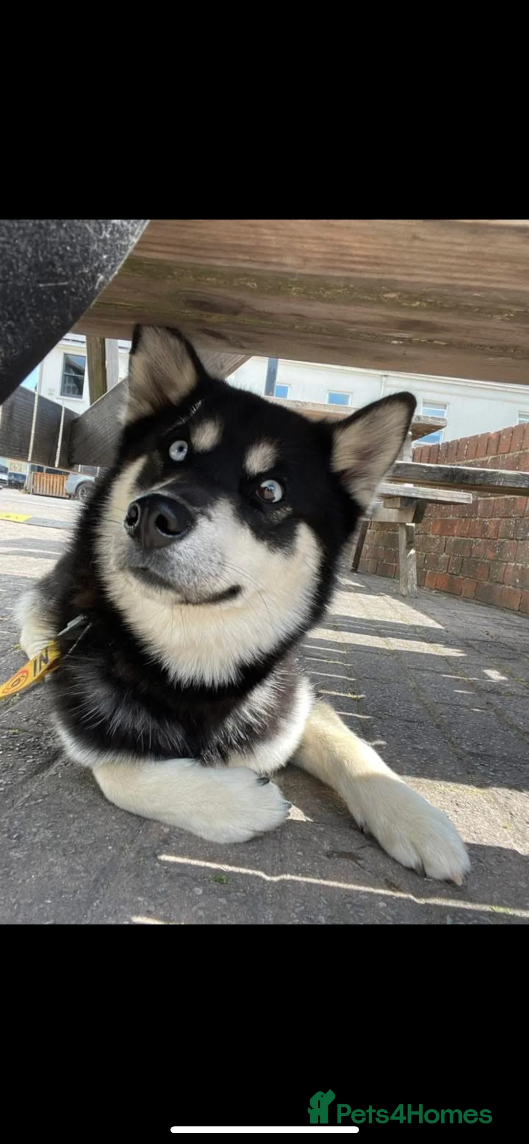 Pomsky dogs for sale: Pomsky for sale - Advert 3