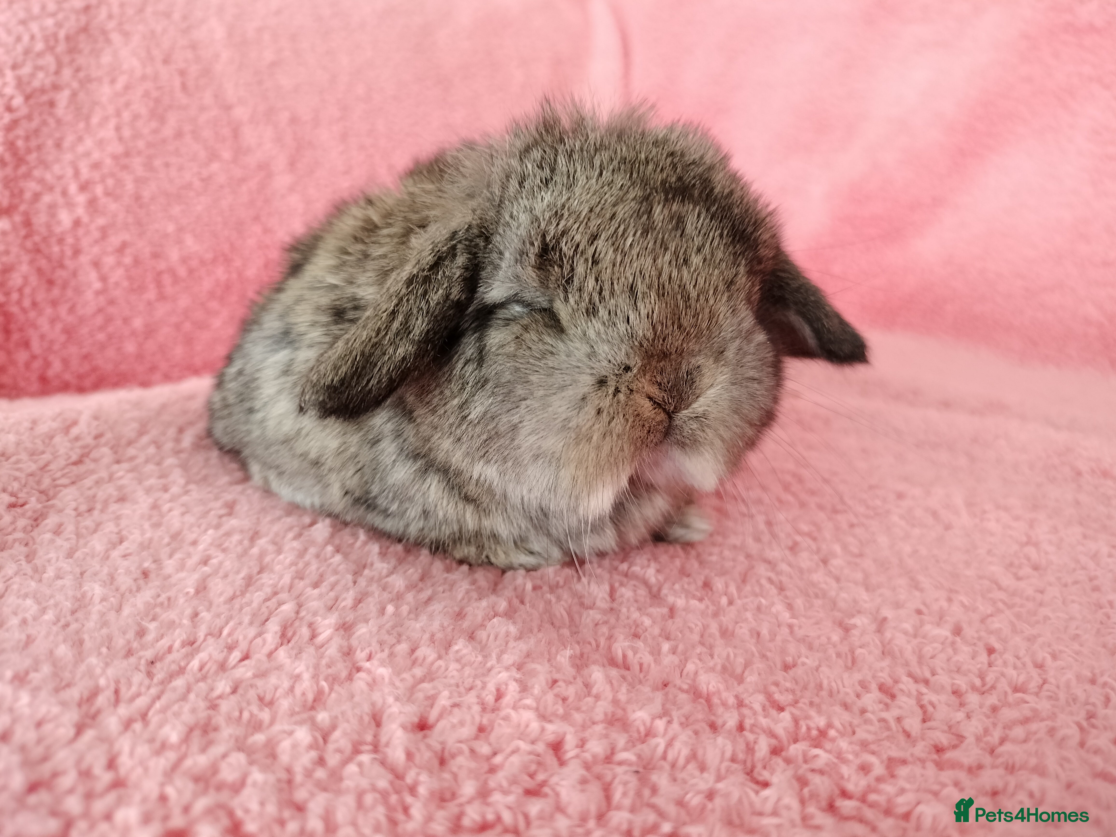 Mini Lop rabbits Baby mini lops for sale  - Advert 2