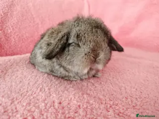 Mini Lop rabbits Baby mini lops for sale - Advert 2