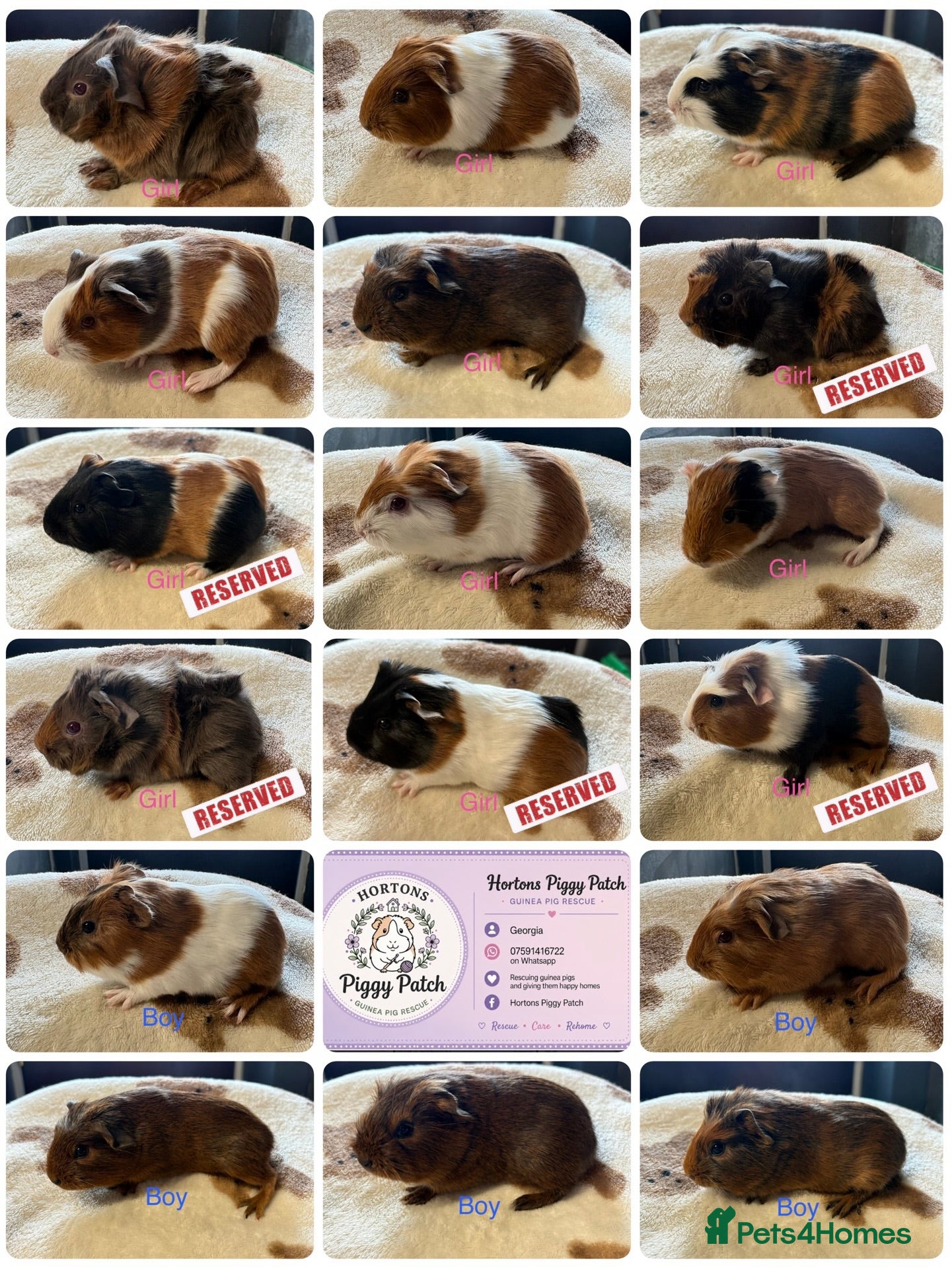 Guinea Pig rodents Baby Guinea Pigs looking for amazing forever homes - Advert 3