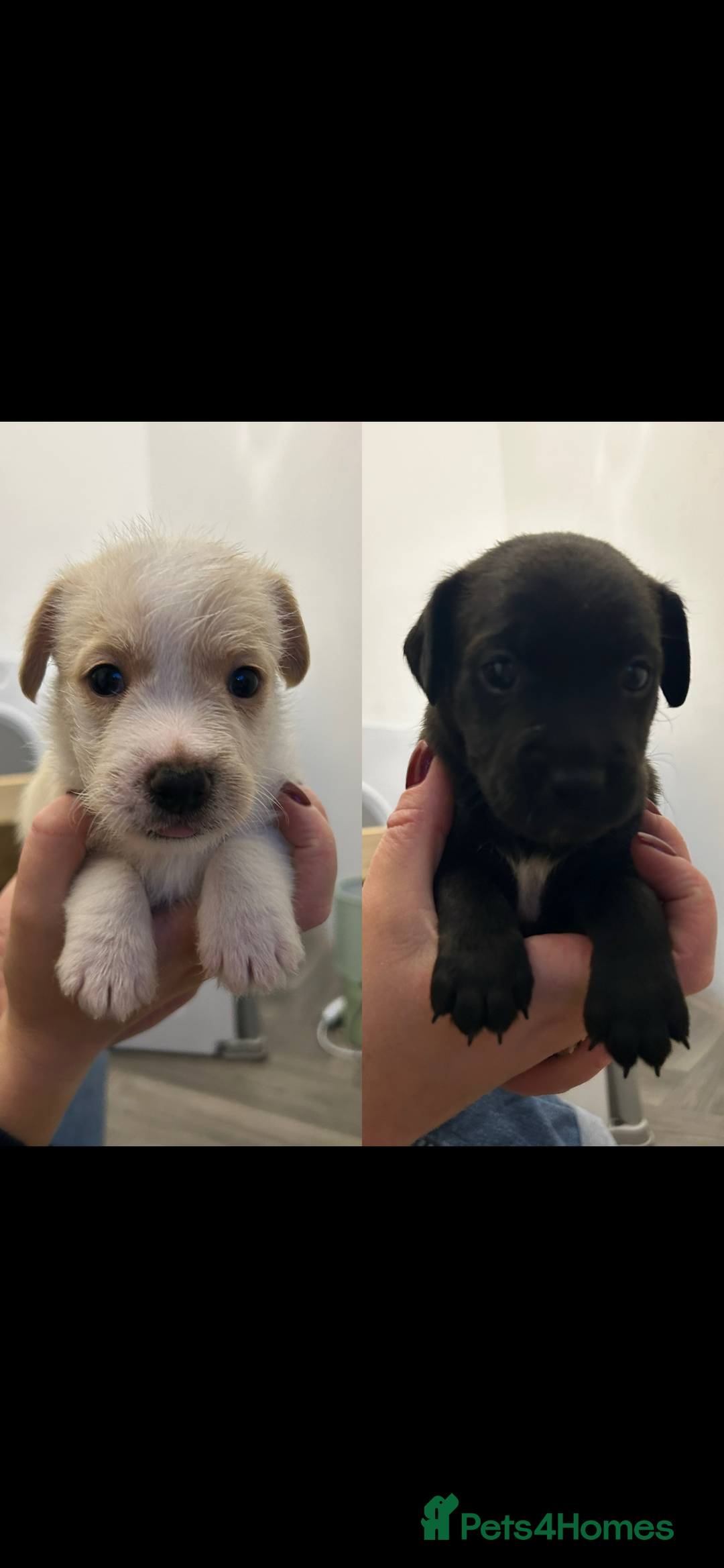 Jack Russell dogs for sale: Beautiful Jack Russell Pups 1 boy/ 1 girl  - Image 1