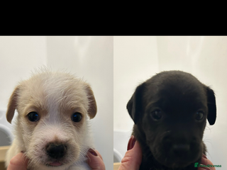 Jack Russell dogs - Advert 4