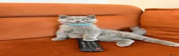 British Shorthair cats for sale: Pedigree British Shorthair kittens ready to leave  - Advert 11