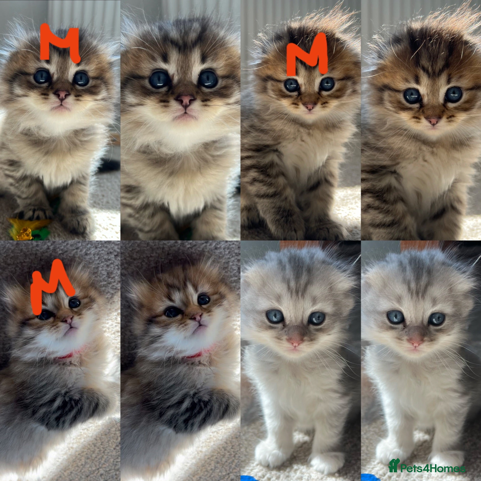 Scottish Fold cats M&Ms for sale  - Advert 1