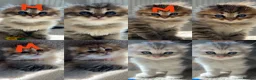 Scottish Fold cats for sale: M&Ms for sale  - Advert 3