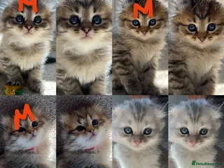 Scottish Fold cats M&Ms for sale - Advert 4