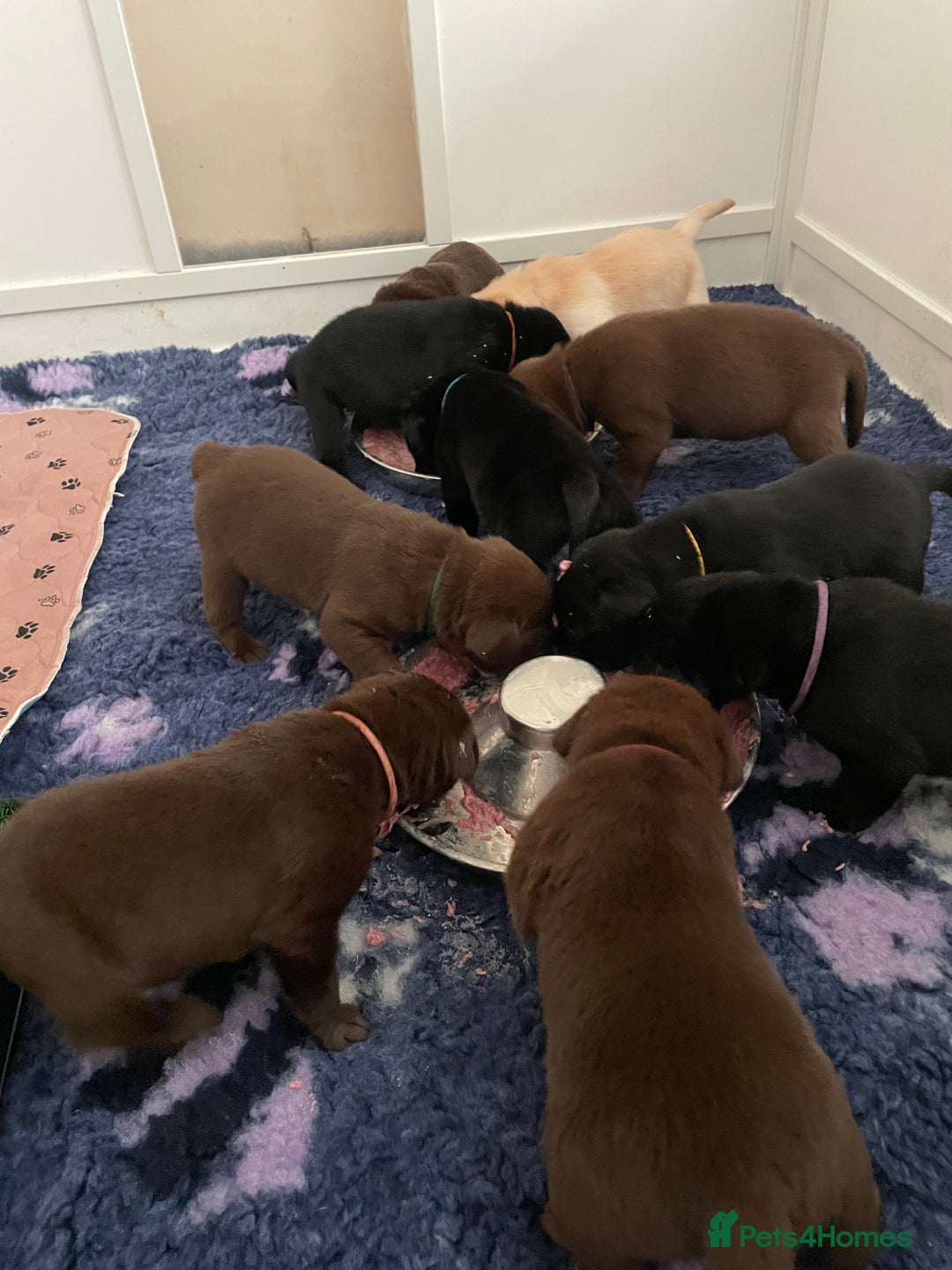 Labrador Retriever dogs for sale: KC registered Labrador pups - Advert 7