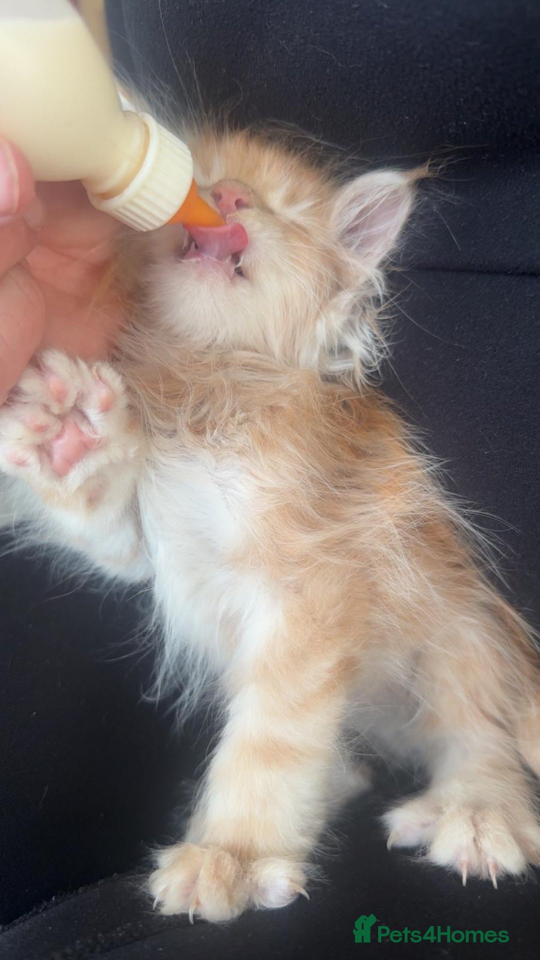Maine Coon cats for sale: Ginger Maine coon kitten  - Image 7