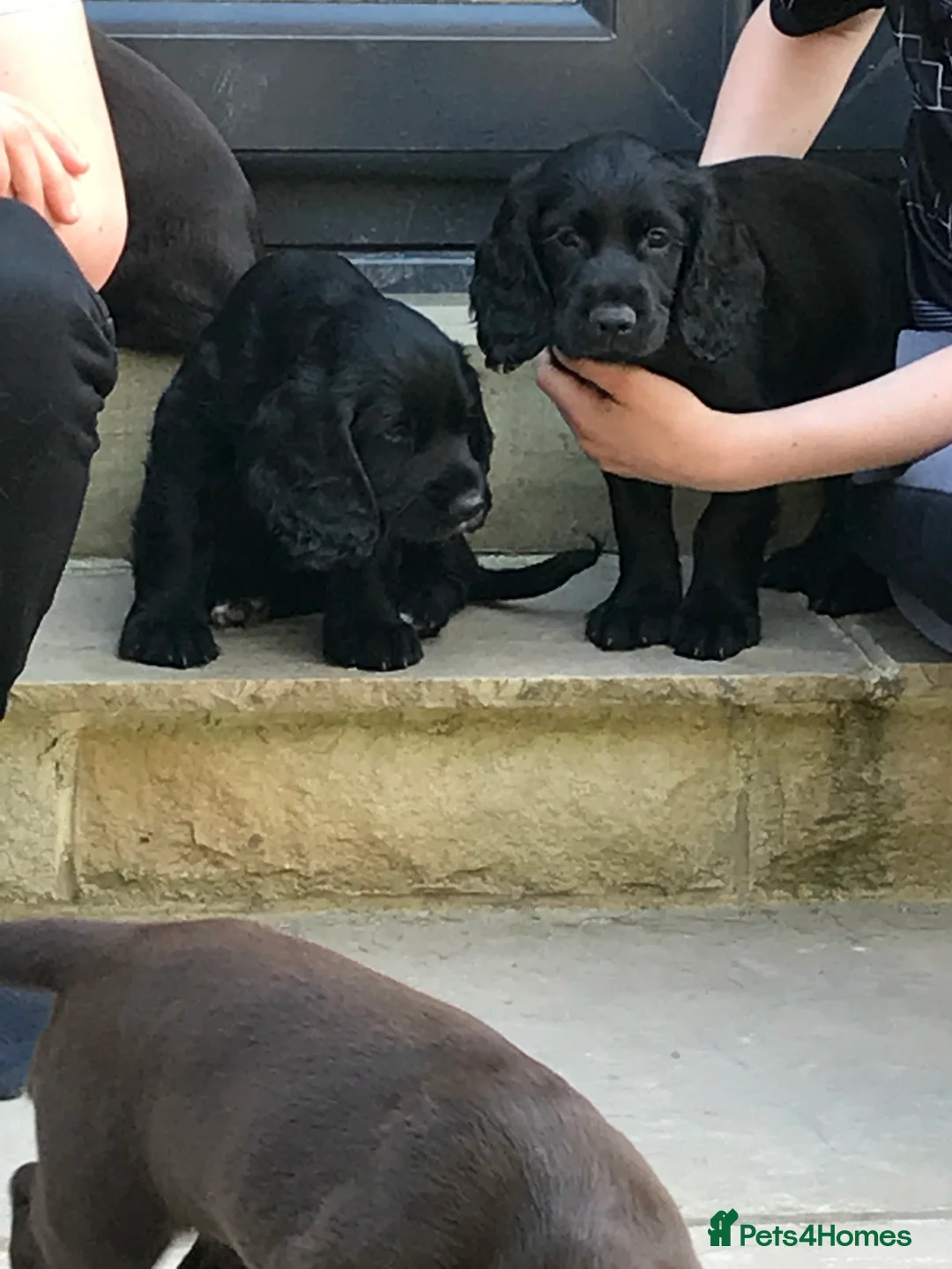 Cocker Spaniel dogs for stud: Cocker Spaniel for stud - NO FEE - Advert 16