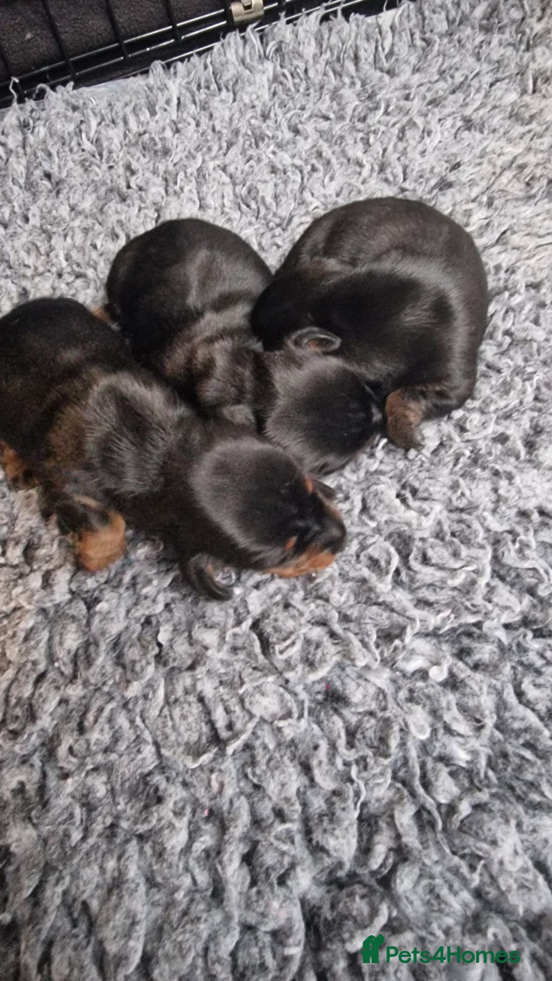Miniature Dachshund dogs for sale: Beautiful Pedigree Minature Dachshunds Black & Tan - Advert 4