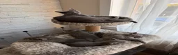Russian Blue cats for sale: TICA registered pure breed Russian Blue - Advert 3