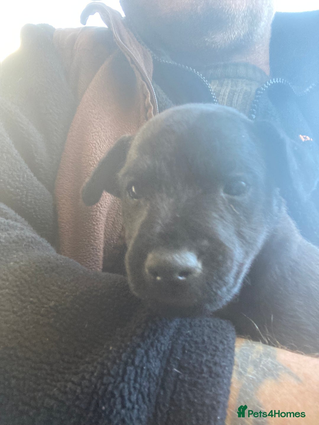 Patterdale Terrier dogs for sale: Working bred pups for sale  - Advert 9