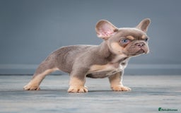 French Bulldog dogs for sale: French bulldogs 2 LEFT AVAILABLE  - Image 1