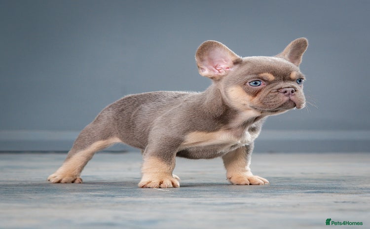French Bulldog dogs for sale - Advert 1