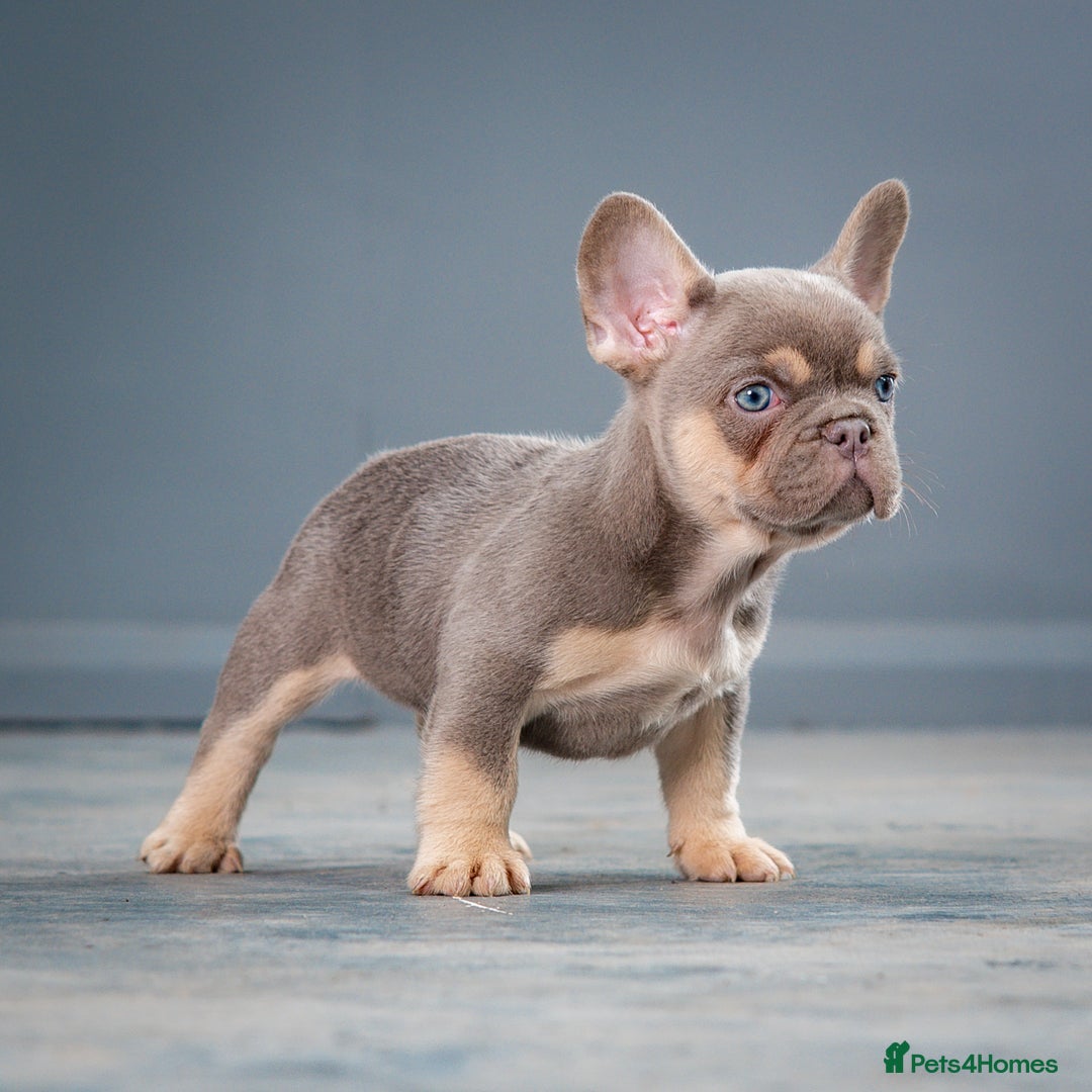 French Bulldog dogs for sale: French bulldogs 2 LEFT AVAILABLE  - Image 1