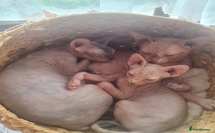 Sphynx cats - Advert 2