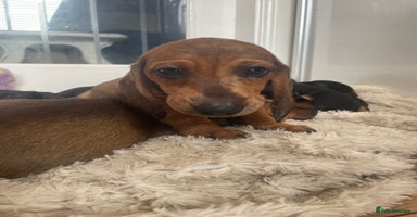 Dachshund dogs - Advert 3