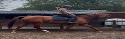Irish Sports horses for sale: Diamon Fallon -quality ISH Mare  - Advert 1