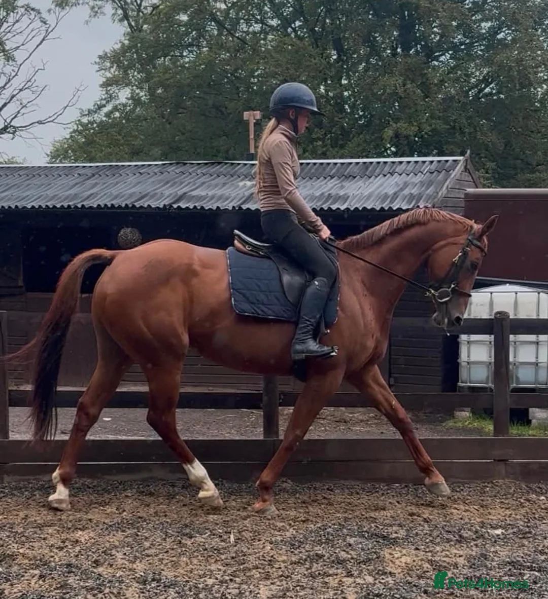Irish Sports horses for sale: Diamon Fallon -quality ISH Mare  - Advert 1