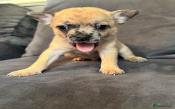 Mixed Breed dogs for sale: 5 x French Pomerdogs - Image 9