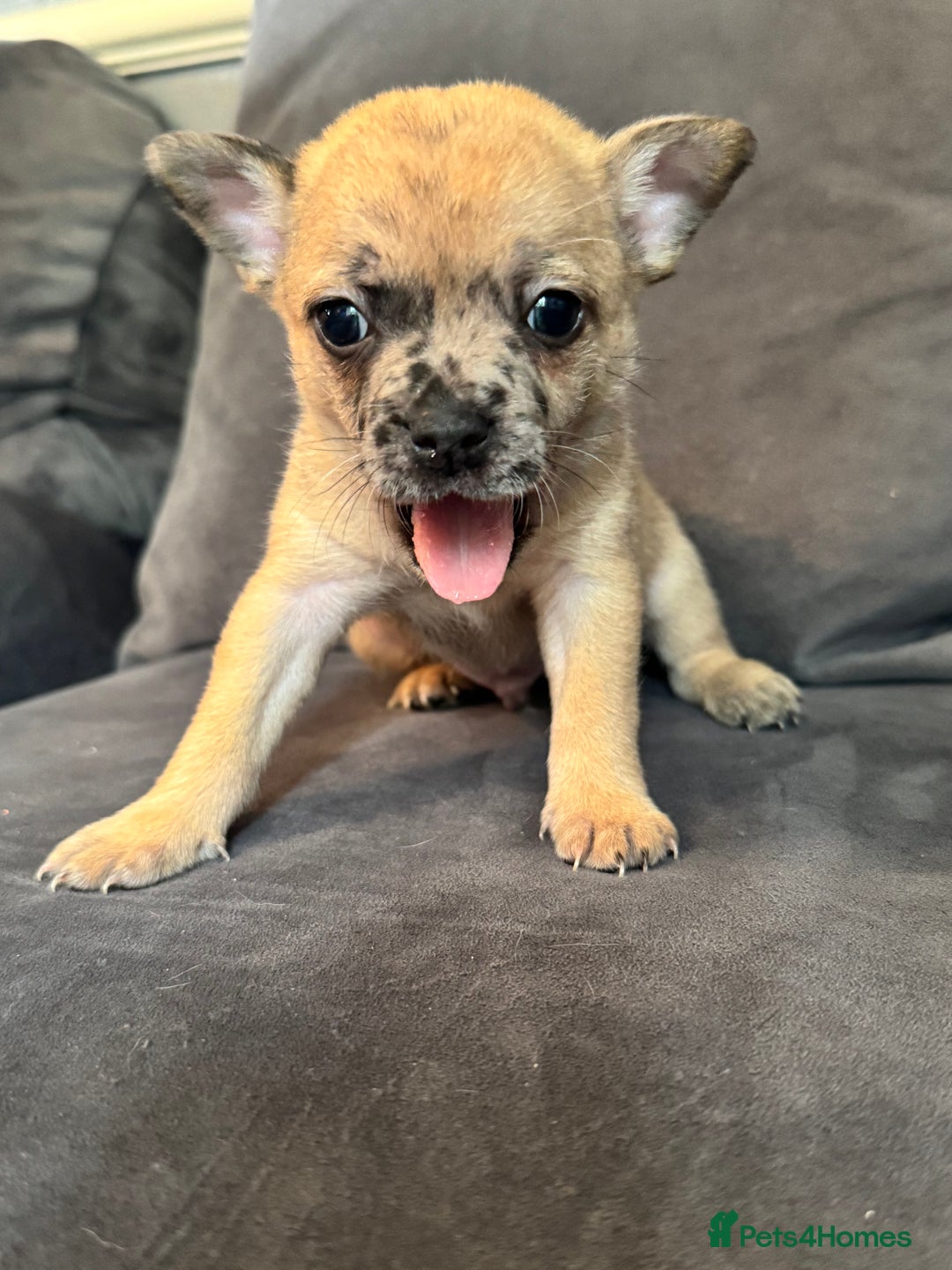 Mixed Breed dogs for sale: 5 x French Pomerdogs - Image 9