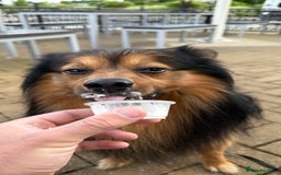 German Spitz dogs for stud: Free stud on conditions mentioned in description:) - Advert 3