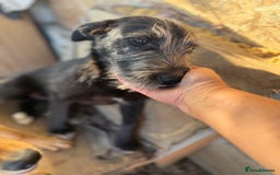 Mixed Breed dogs for adoption: LIA - a Beautiful young Girl, for a Loving Home - Image 4