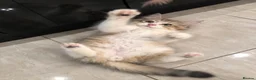 Siberian cats for sale: Gorgeous Siberian kitten waiting for you🌞. - Advert 8