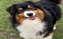 Australian Shepherd dogs for sale: Full Aussie KC registered pups - Image 4