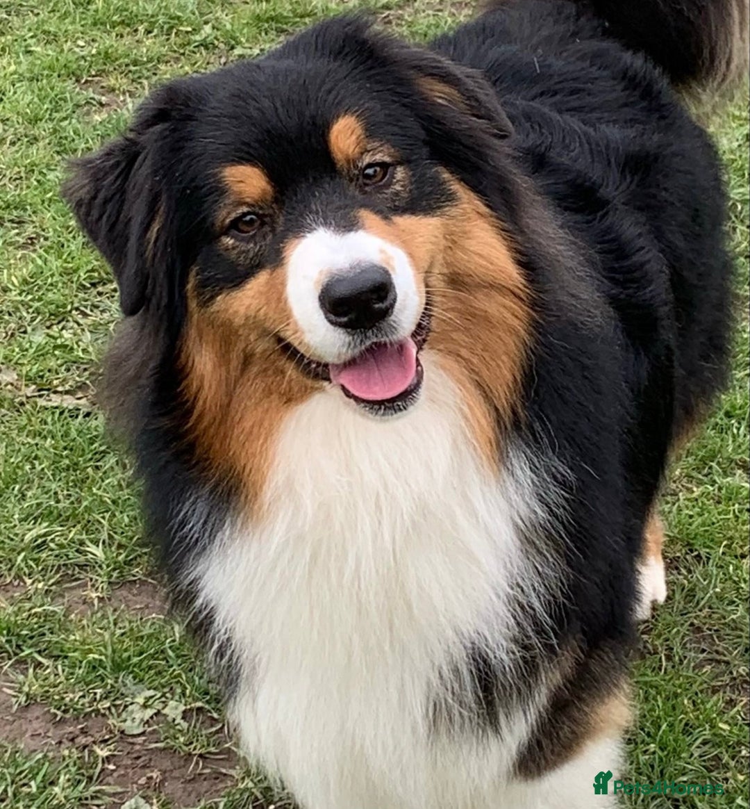 Australian Shepherd dogs for sale: Full Aussie KC registered pups - Image 4