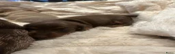 Miniature Dachshund dogs for sale: 5 beautiful baby miniature dachshund puppies  - Advert 5