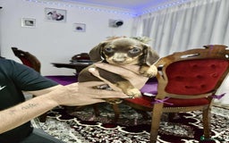 Dachshund dogs for sale: Miniature dachshund puppies for sale - Image 9