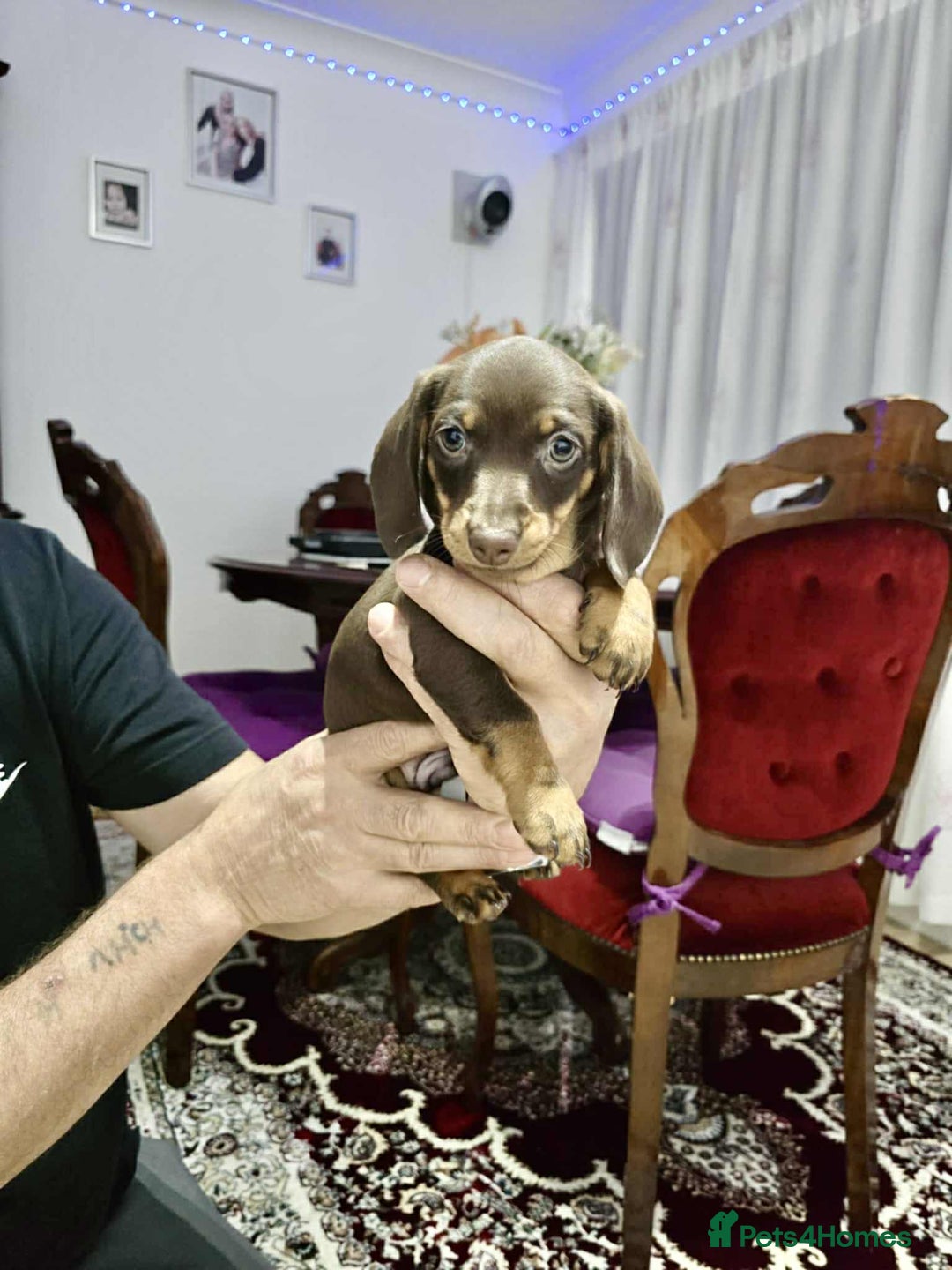 Dachshund dogs for sale: Miniature dachshund puppies for sale - Image 9