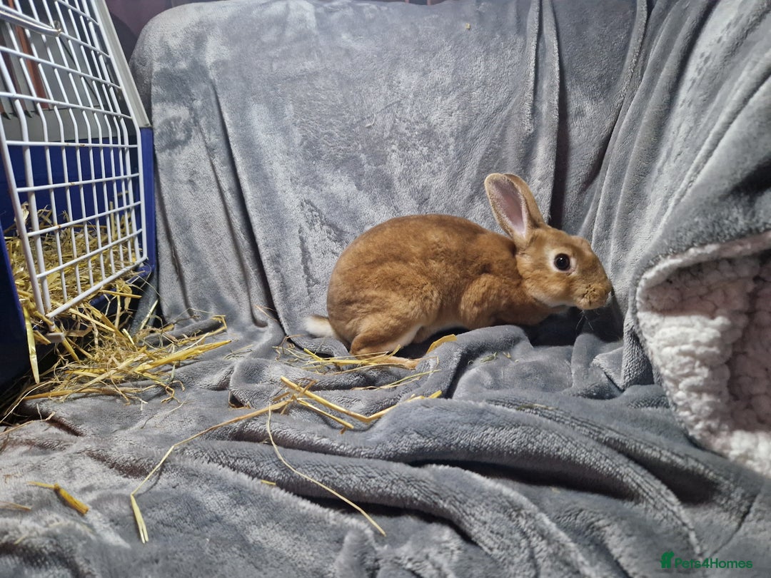 Rex rabbits for sale: Purebred Red Agouti Mini Rex Babies- 1 boy 1 girl  - Image 5
