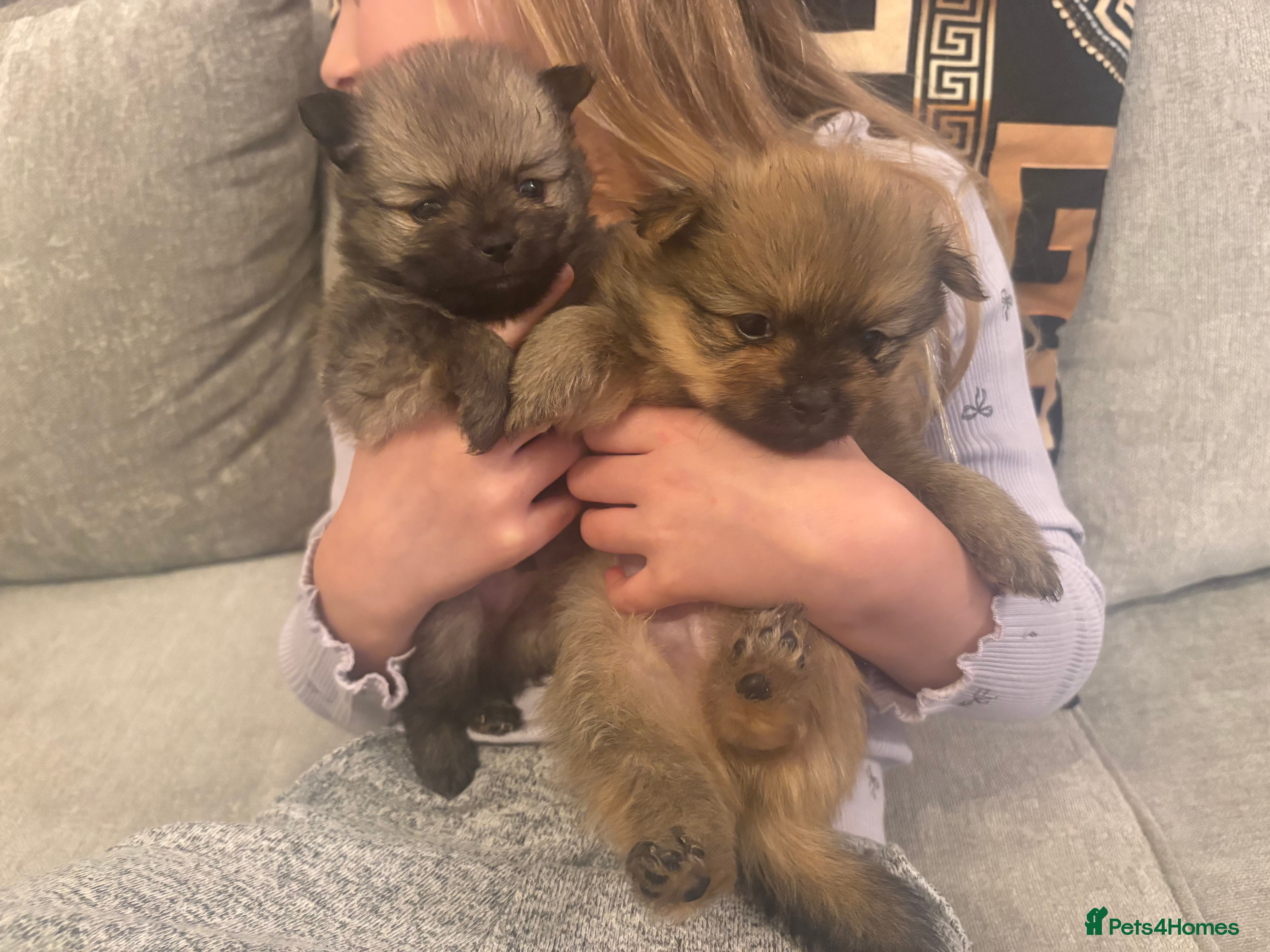 Pomeranian dogs Beautiful tiny Pomeranian puppies  - Advert 1