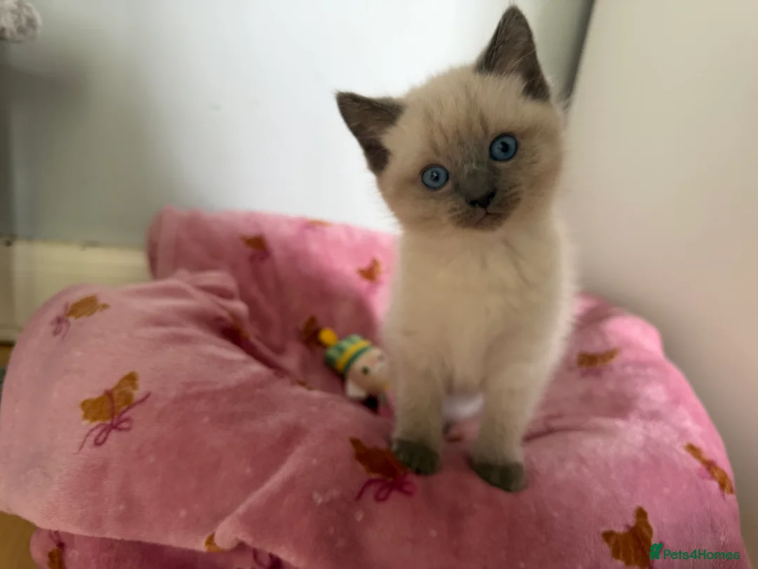 Ragdoll cats for sale: Stunning Ragdolls x Russian blue kittens  - Advert 6