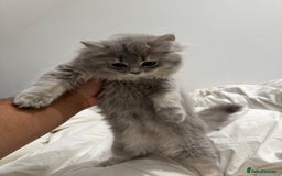 British Longhair cats for sale: Beautiful British Longhair Kittens  - Image 2