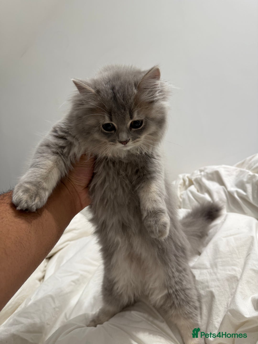 British Longhair cats for sale: Beautiful British Longhair Kittens  - Image 2