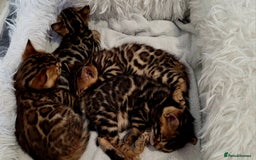 Bengal cats for sale: Pedigree,  TICA, loving, luxurious bengals - Advert 4