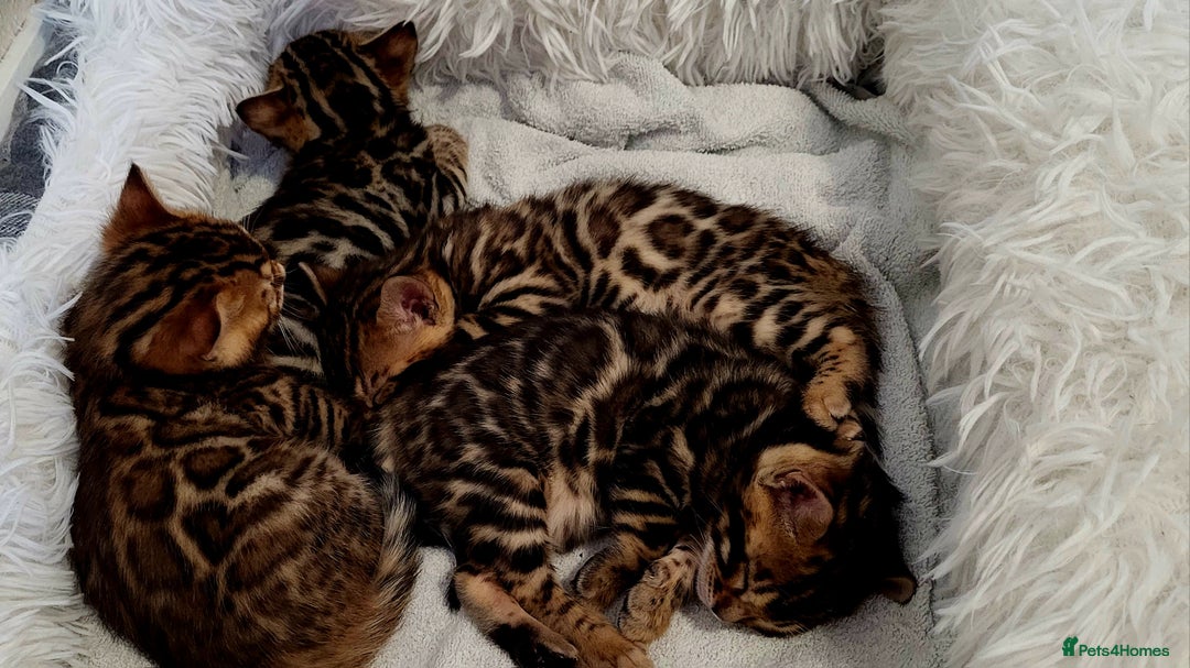 Bengal cats for sale: Pedigree,  TICA, loving, luxurious bengals - Advert 4