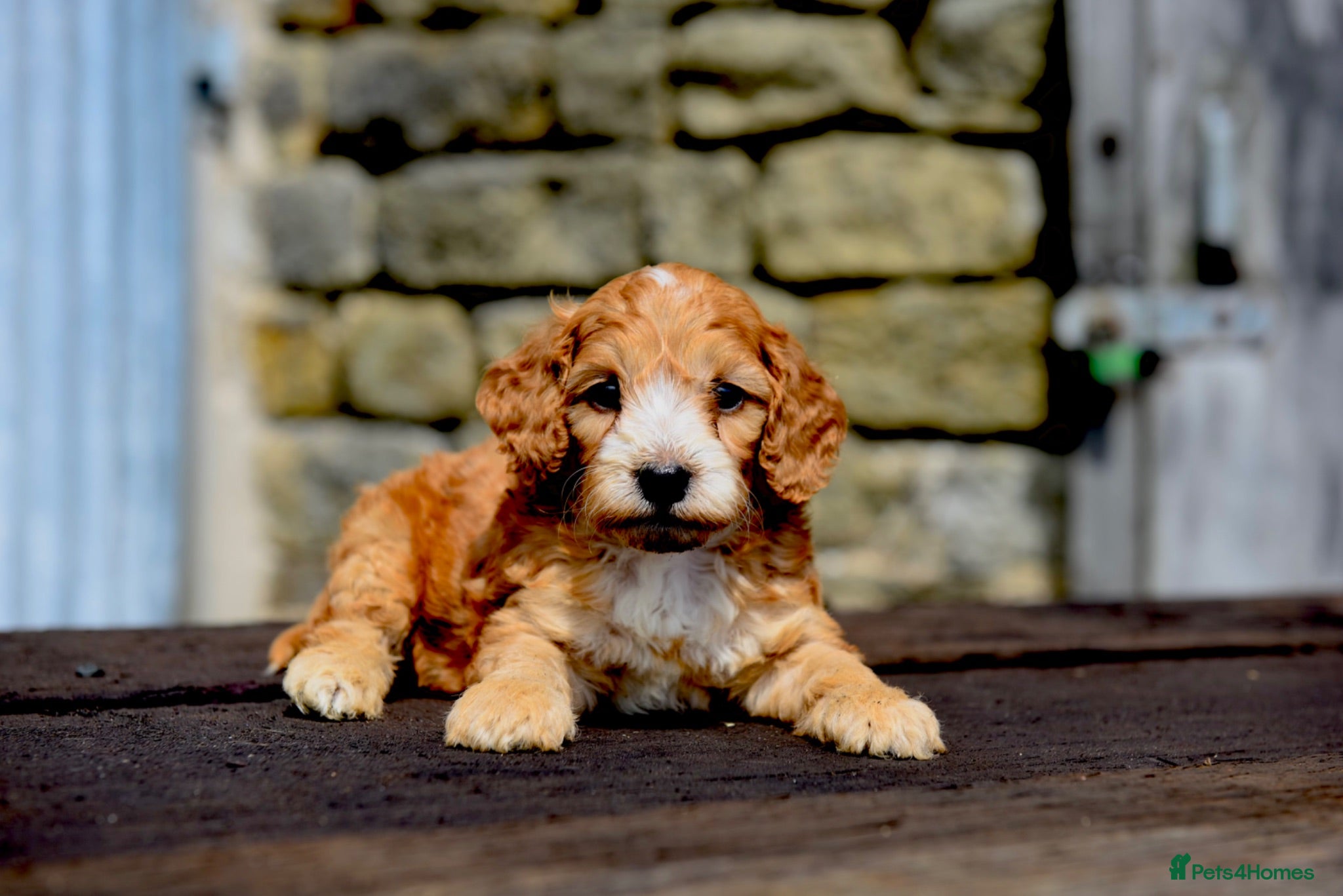 Cockapoo dogs Full Health tested Amazing obedience champion  - Advert 2