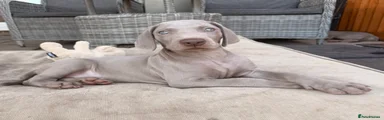 Weimaraner 1
