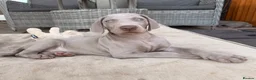 Weimaraner dogs for sale: Beautiful KC reg Weimaraner’s forever homes req - Advert 34