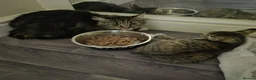 British Longhair cats for sale: Beautiful Mixed Breed Female Long-Haired Kitten - Advert 6
