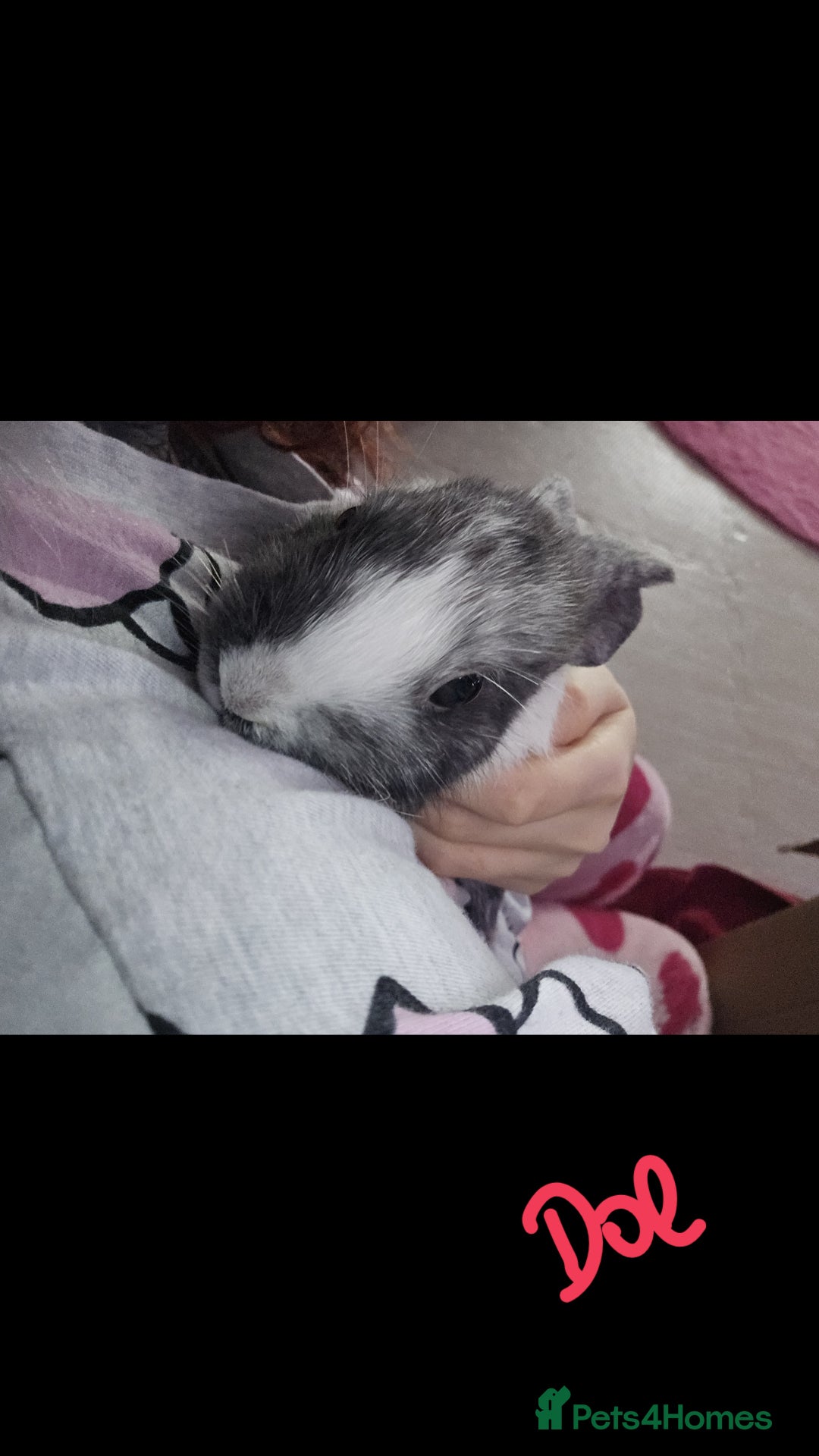 Harlequin rabbits for sale: URGENT 3 bunnies needing rehome 🫶♥️ - Advert 5